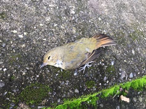 鳥 死亡|野鳥が死んでいた場合の注意点